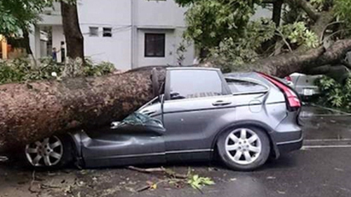 Cây đổ bẹp ô tô, ai phải bồi thường?